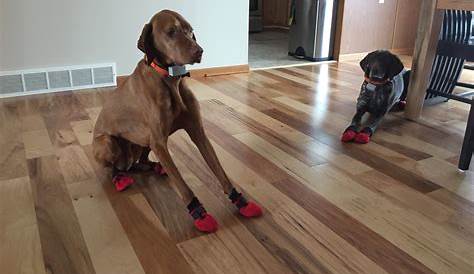 Top 10 Best Dog Booties For Hardwood Floors in 2021 Reviews by Experts