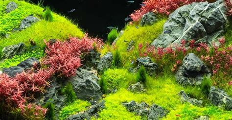 hardy carpet aquarium plants