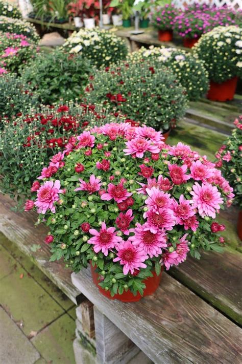 Hardy Mums In Pots