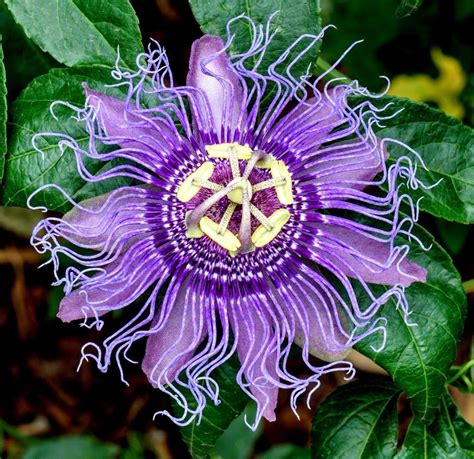 hardy passion flowers