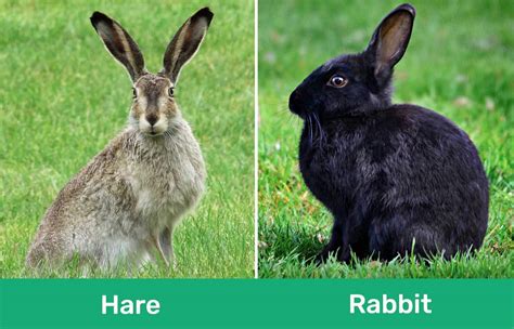 hare vs rabbit live