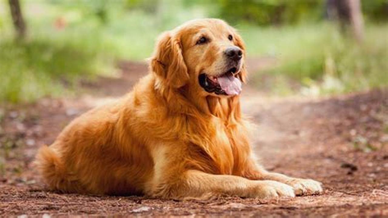 Harga anjing Golden Retriever. Harga jual beli anakan Golden di Indonesia