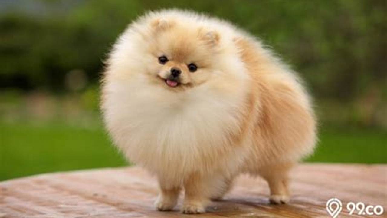 Harga anjing Pomeranian & Mini Pom. Harga jual beli anakan Mini Pom