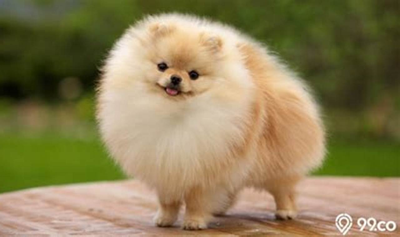 Harga anjing Pomeranian & Mini Pom. Harga jual beli anakan Mini Pom