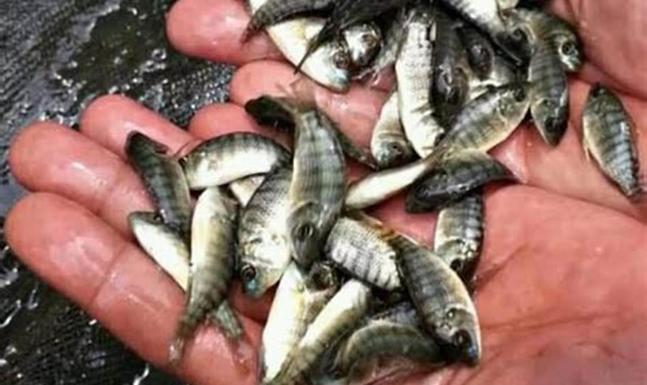 Harga Bibit Ikan Nila Murah Berkualitas, Tips Memilih dan Membeli, Update Terbaru
