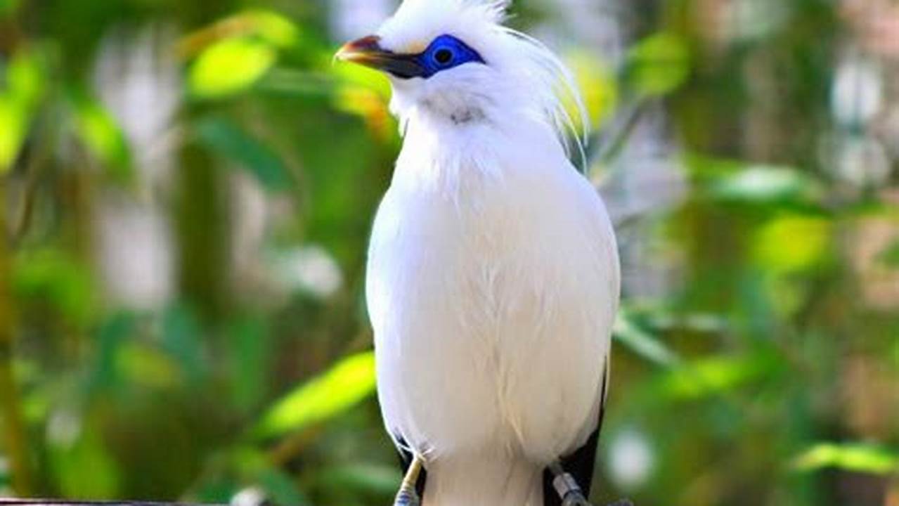 Daftar Harga Burung Jalak Bali Terbaru 2020 Abang Kicau Mania