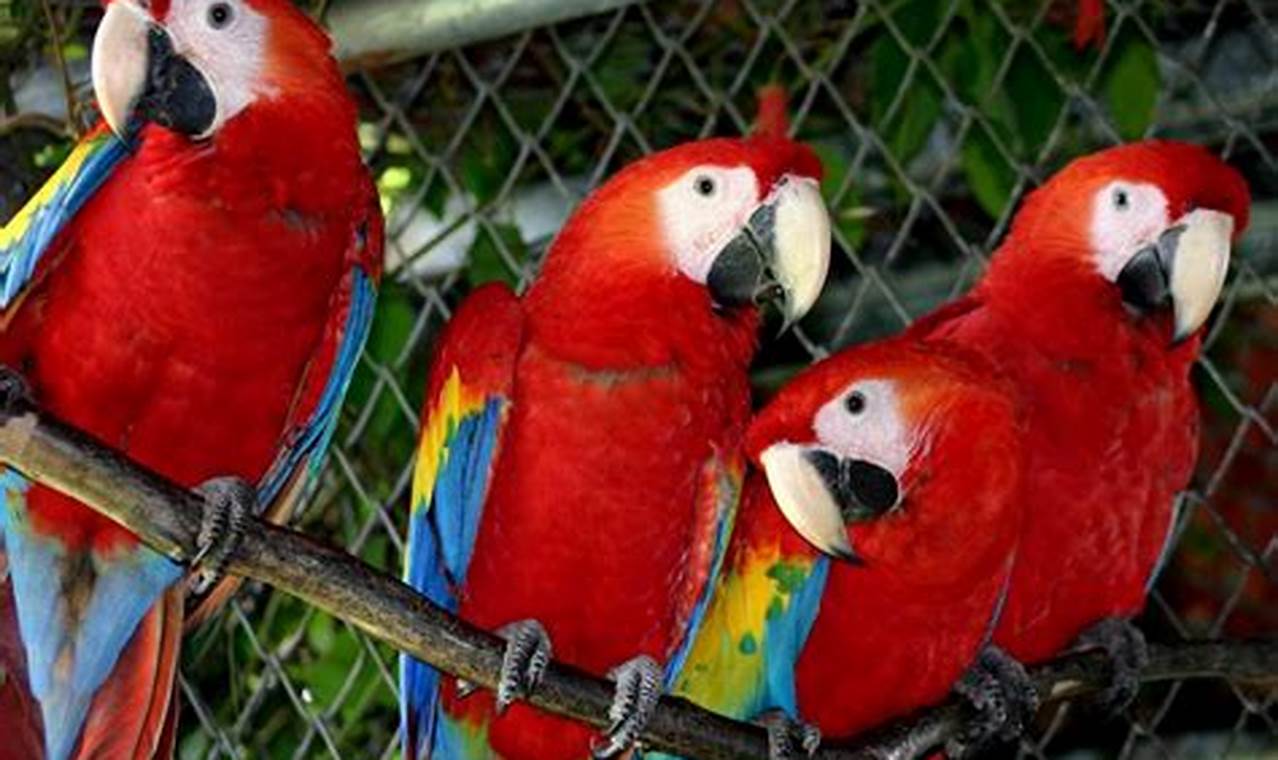 Parrot store Jual Burung Macaw Parrot dan Kakatua Dengan Harga