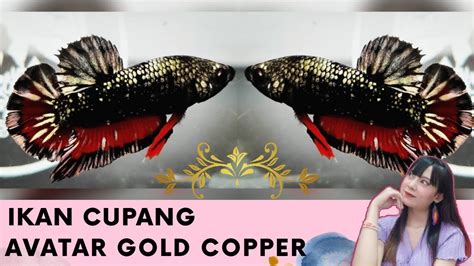 Get Ikan Cupang Avatar Gold Copper Pictures