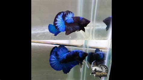 19+ Ikan Cupang Avatar Blue Rim Pictures