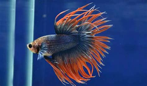 Hiasan Aquarium Ikan cupang crowntail serit super red di