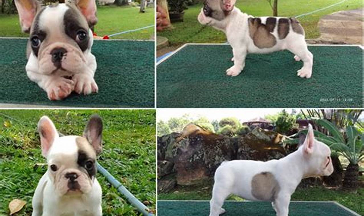 French Bulldog Puppies For Sale Mobile, AL 214412