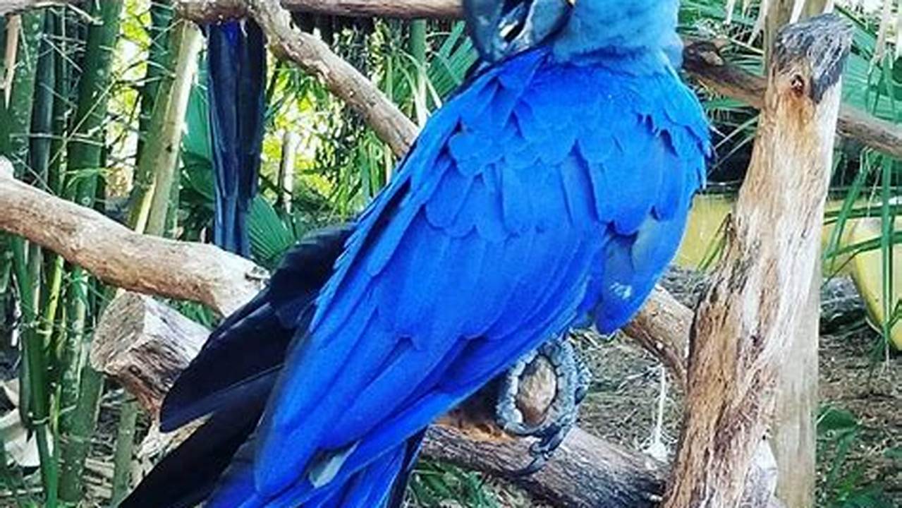 Adorable Hyacinth Macaws For Sale Terry's Parrot Farm