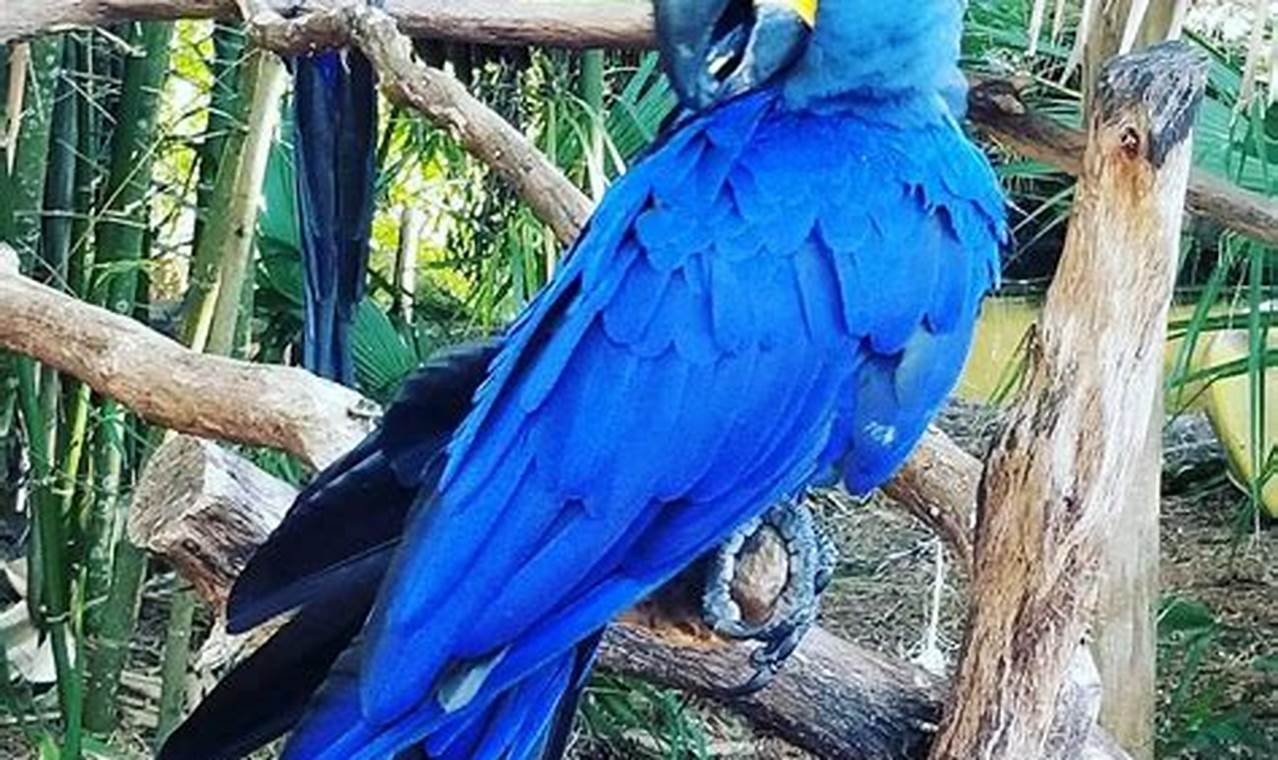 Adorable Hyacinth Macaws For Sale Terry's Parrot Farm