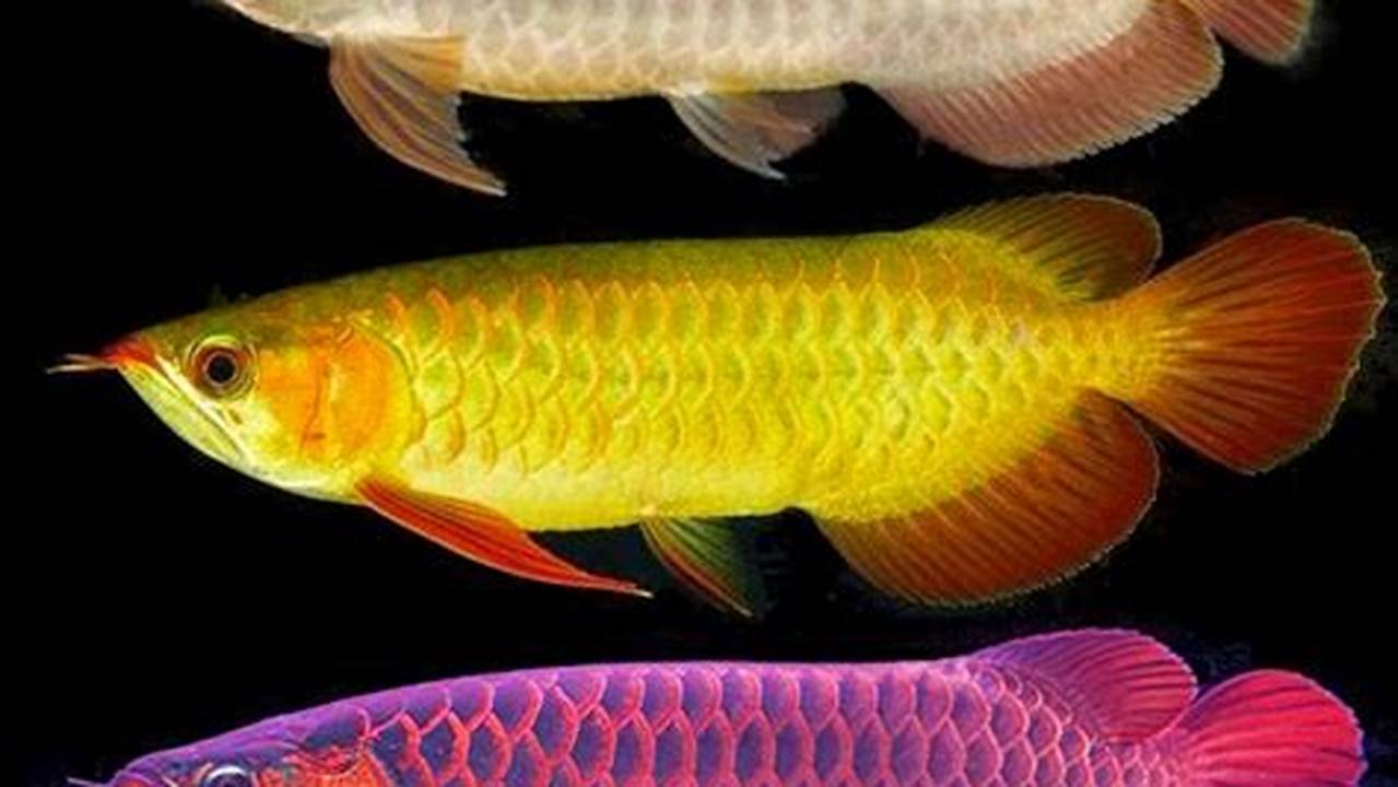 Cara Perawatan Ikan Arwana Golden Red Rekomendasi Kataa