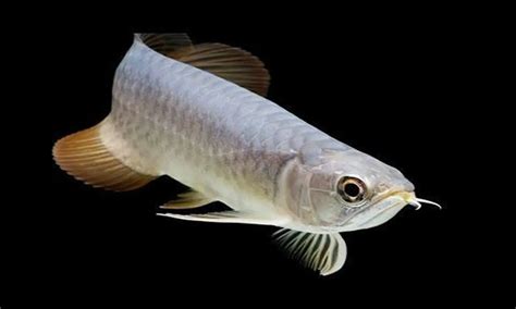 16+ Trend Terbaru Ikan Arwana Silver
