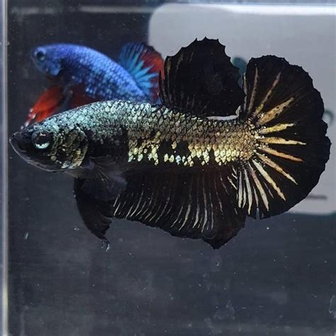 Jual ikan cupang Avatar gold, umur 2 bulan, size S+, top