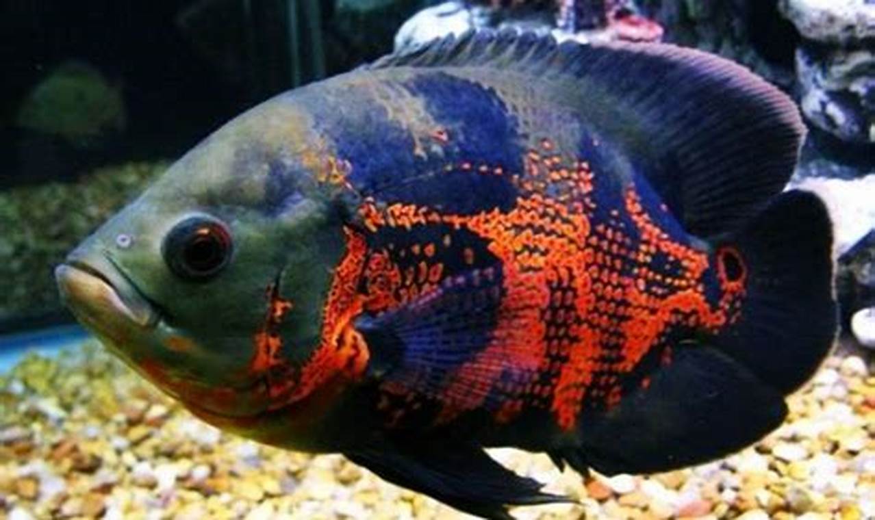 Jenis Ikan Oscar Yang Paling Mahal Koleksi