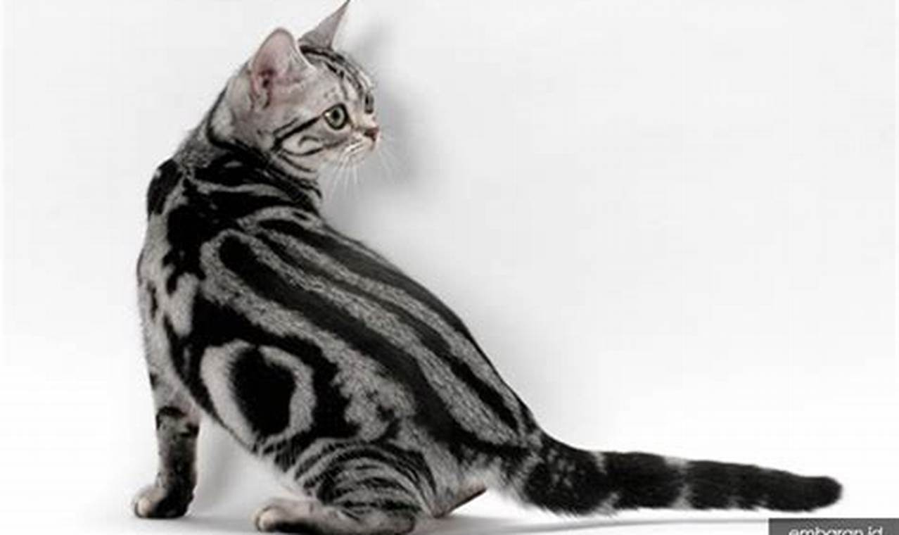 √Daftar Harga Kucing American Shorthair Terbaru Juli 2022