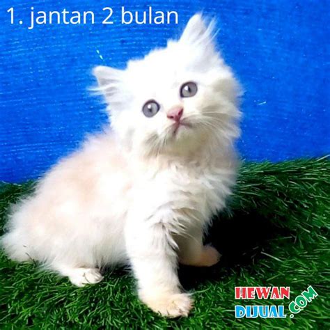 Harga kucing Anggora Persia umur 3, 6, 11 bulan kitten mix domestic Medan 2020