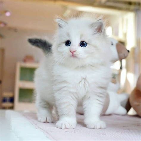 Foto Kucing Anggora Kecil Harga Kucing Anggora Semua Jenis 2021 Ada Yang Rp200 Ribuan Lo
