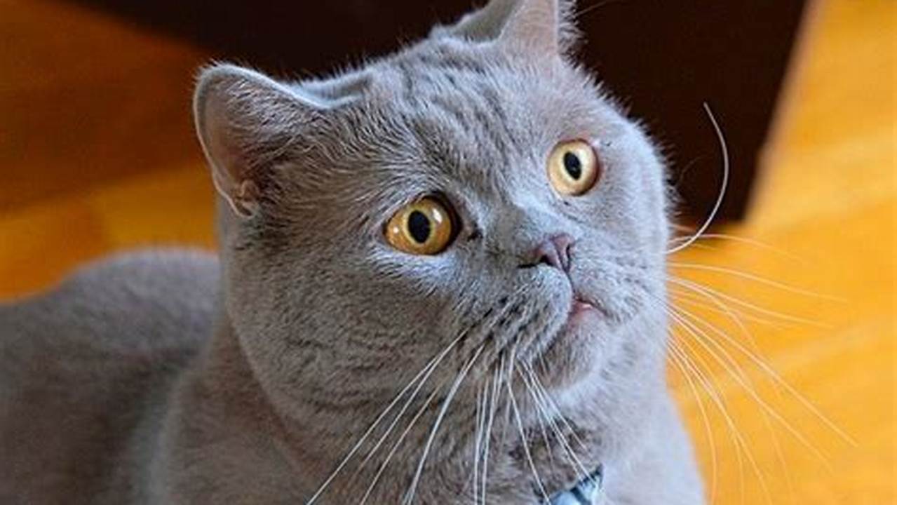 Panduan Harga Kucing British Shorthair Terlengkap