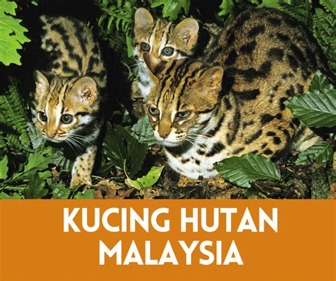 √ Daftar Harga Kucing Hutan Semua Jenis Terbaru 2020