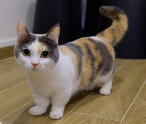Kucing Munchkin Harga Malaysia / Kucing Scottish Fold Daftar Harga