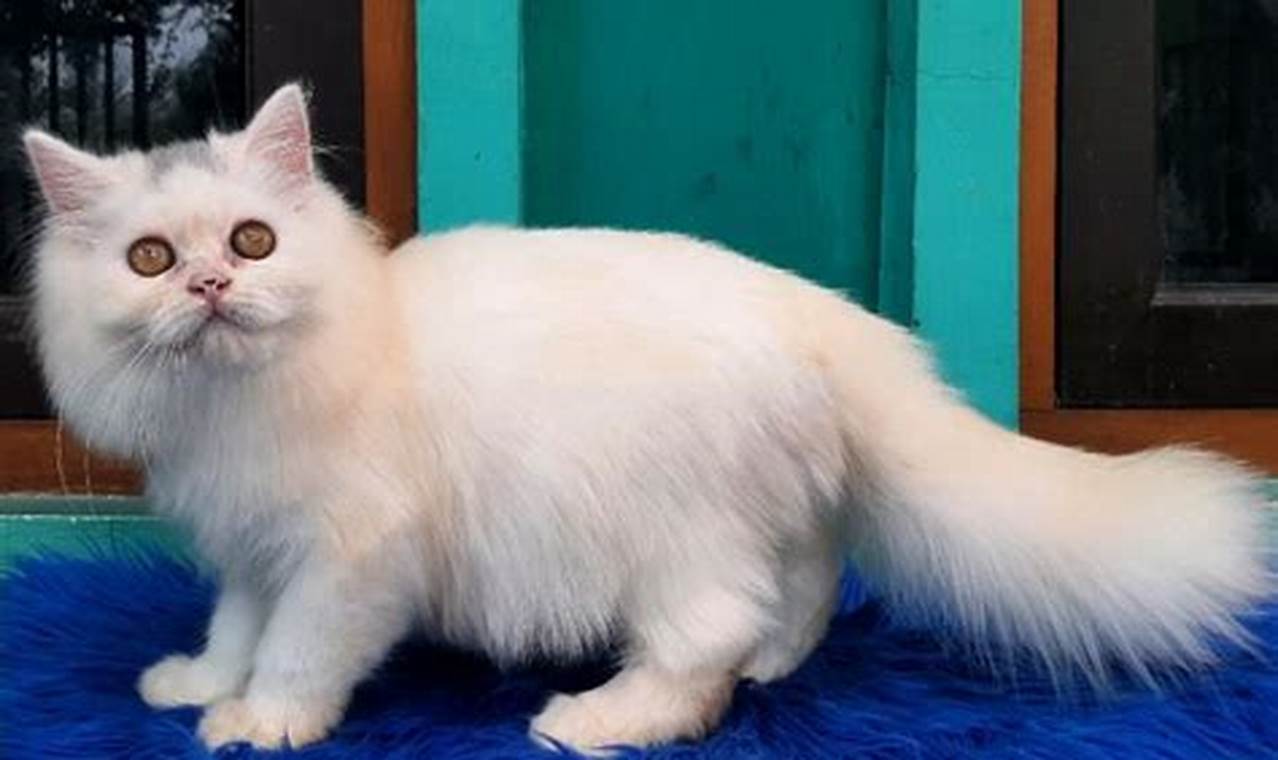 Harga Kucing Persia Terlengkap dan Terupdate