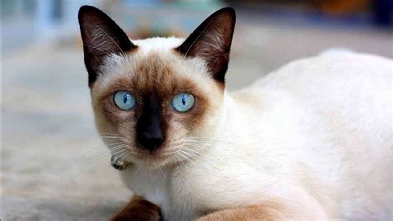 Kucing Siam Berapa Harganya / Daftar Harga Kucing Siam Terbaru 2021