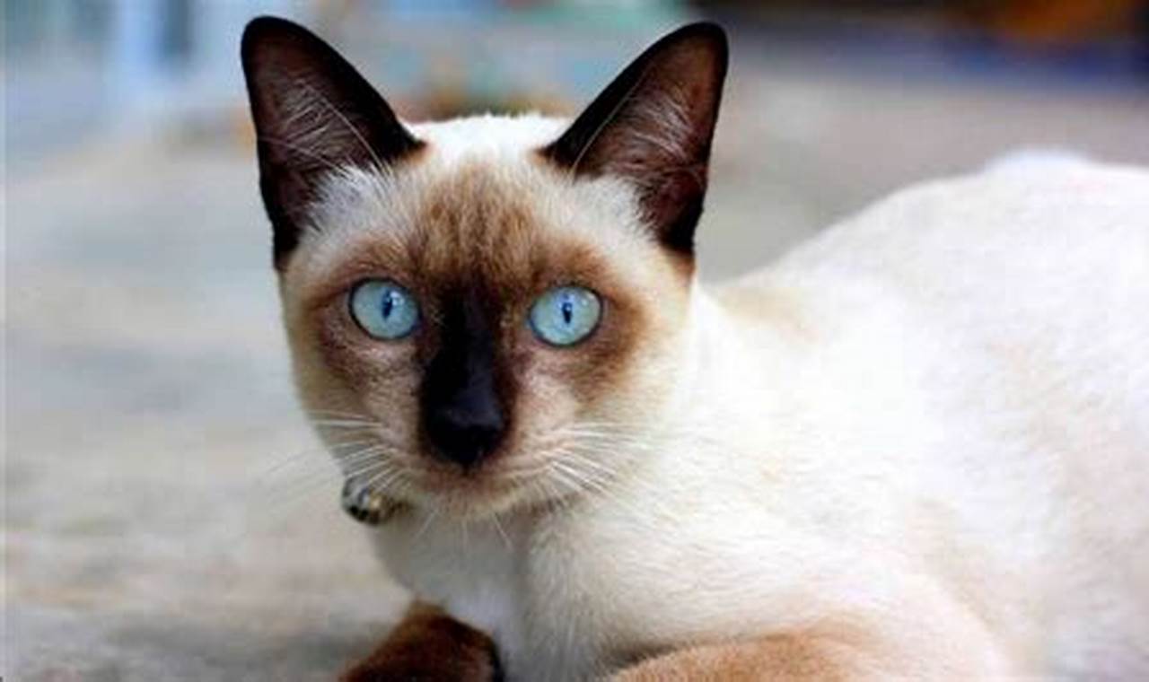 Kucing Siam Berapa Harganya / Daftar Harga Kucing Siam Terbaru 2021