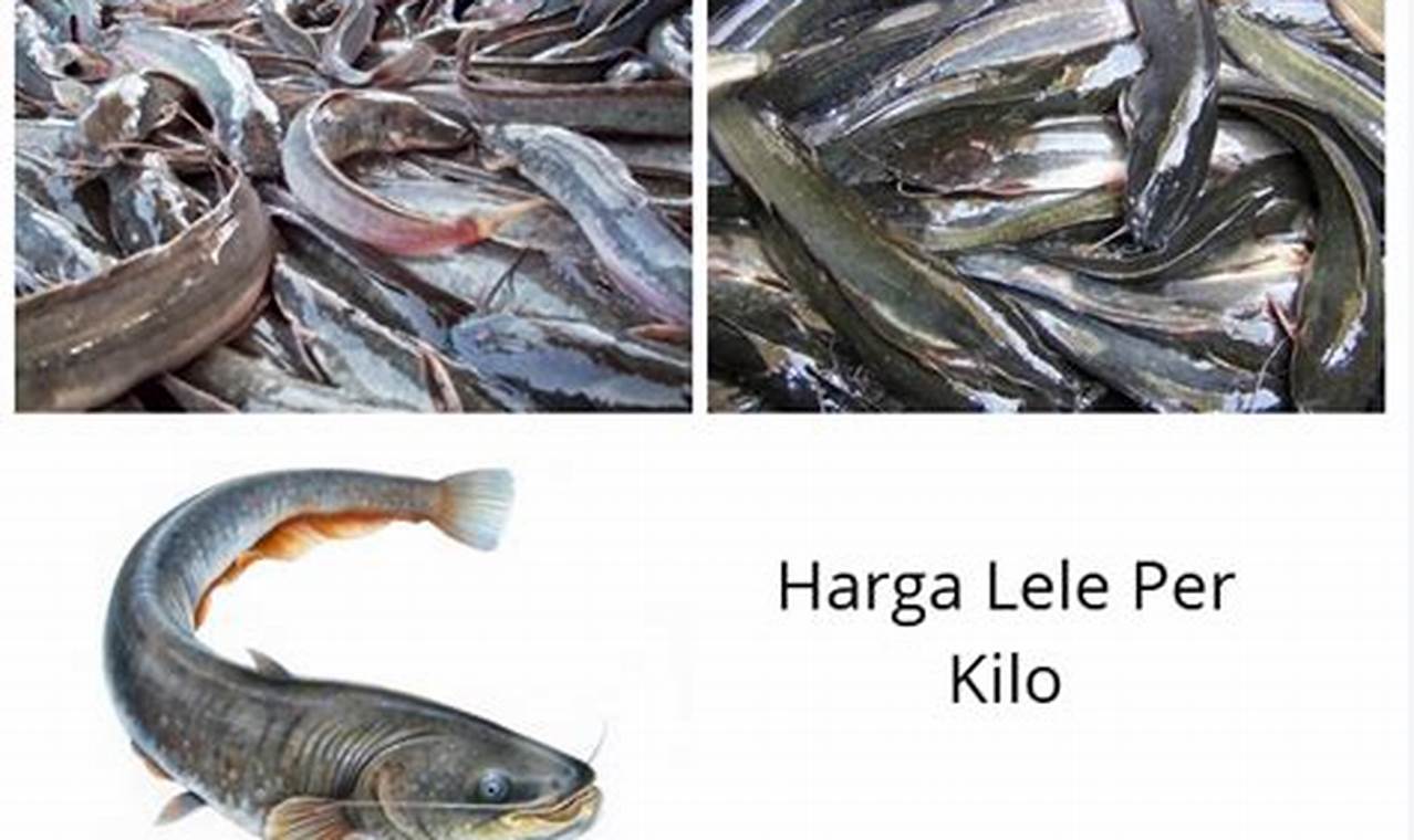 Kisaran Harga Ikan Lele Per Kg Hari Ini 2018 di Pasar Tradisional