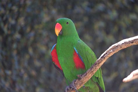 Burung Nuri Bayan Hijau Info Keistimewaan Dan Harga Burung Nuri Bayan Daftar Harga Tarif 2022