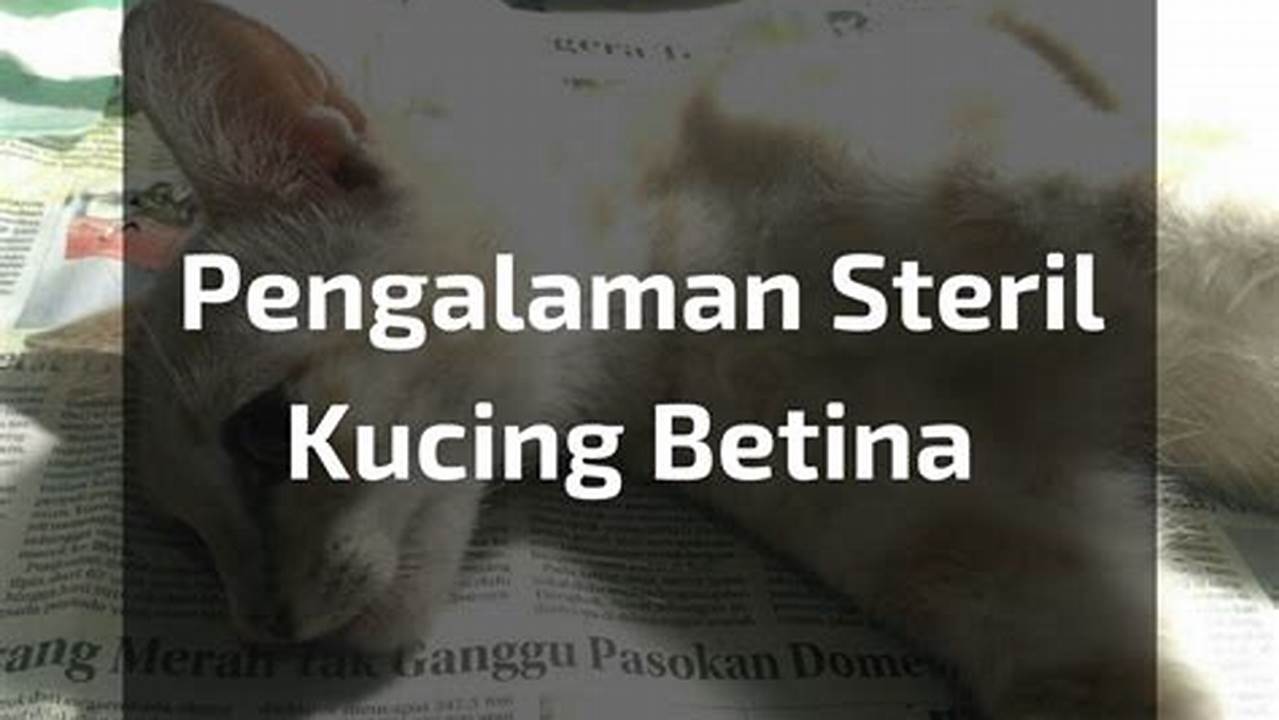 Biaya Sterilisasi Kucing Murah dan Berkualitas