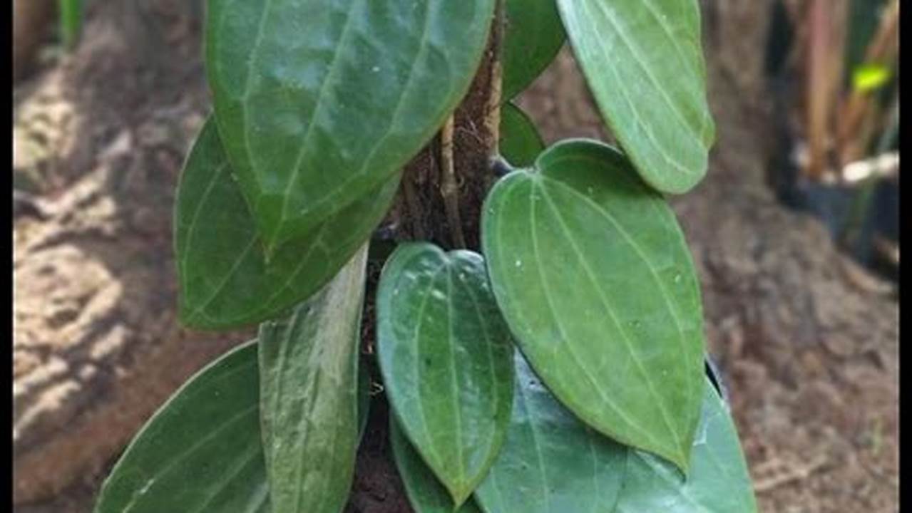 Harga Tanaman Hoya: Rahasia Mendapatkan Tanaman Cantik dengan Harga Terjangkau