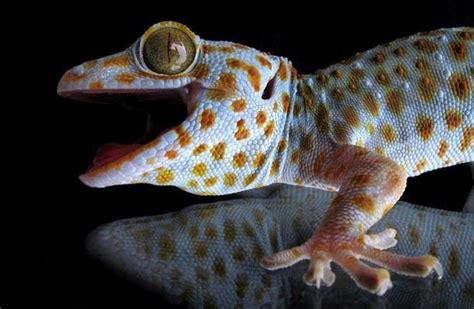Illicit trade of Tokay Gecko Illicit trading of Tokay Gecko in Philippines