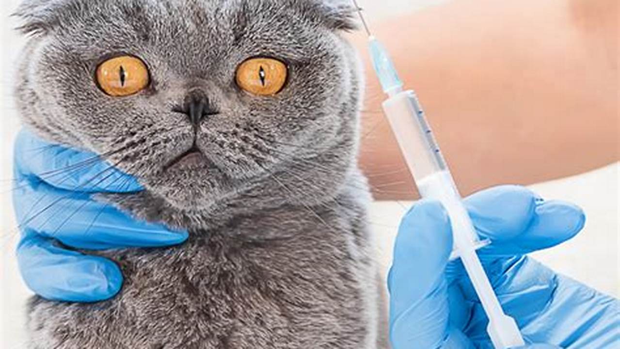 Harga Vaksin Kucing: Panduan Lengkap dan Terjangkau