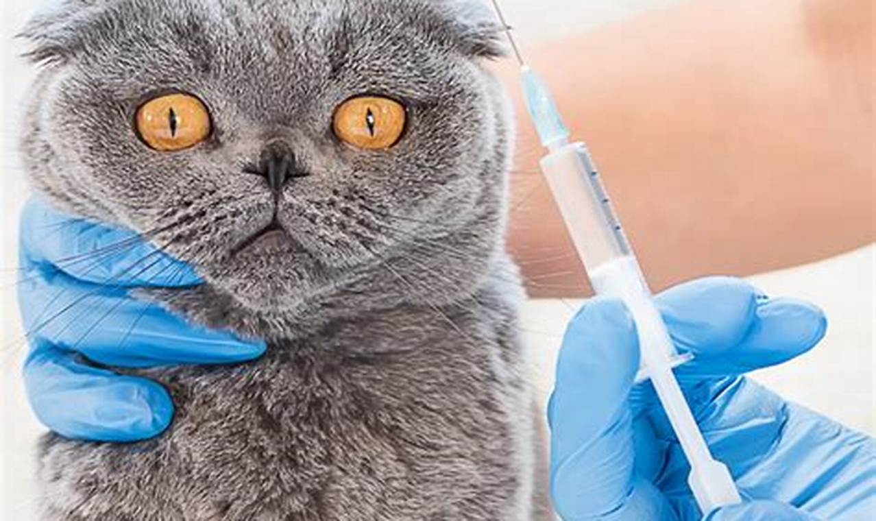 Harga Vaksin Kucing: Panduan Lengkap dan Terjangkau