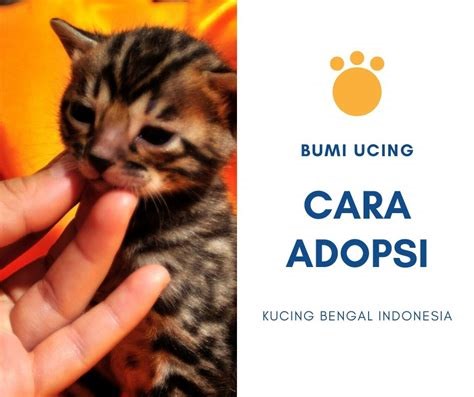 harga adopsi kucing indonesia