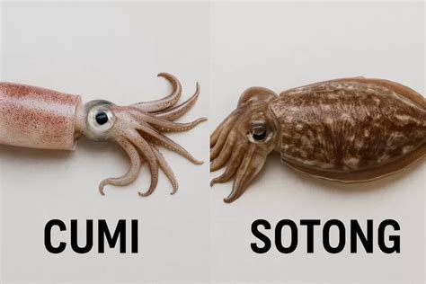 Memilih cumi dengan bijak