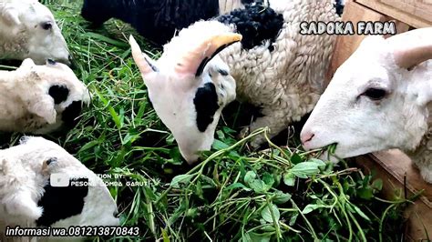 Harga domba kecil
