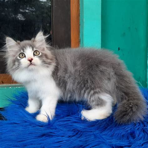 Harga Kucing Maine Coon Di Indonesia