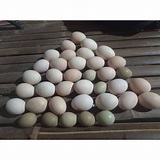 harga telur ayam untuk ditetaskan di indonesia