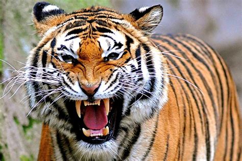 Harimau Sumatera