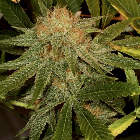 harlequin cannabis seeds for sale
