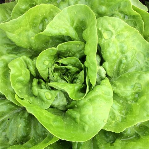 Harmony Butterhead Lettuce