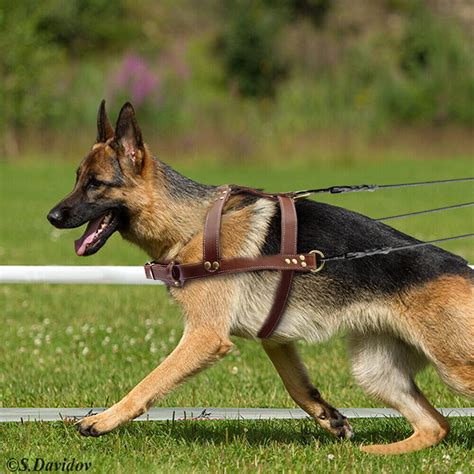 Brown Genuine Leather Dog Harness for Extra Large Breeds German