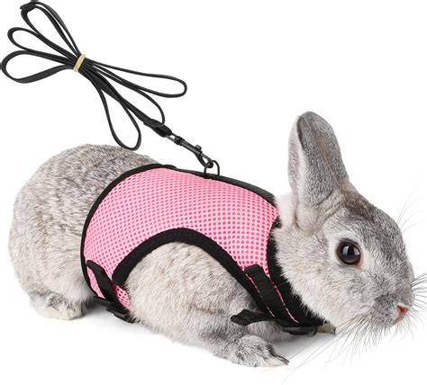 Harness In Rabbit