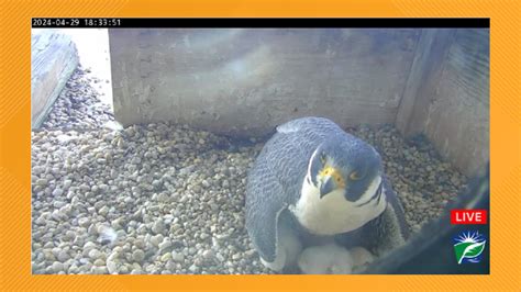harrisburg falcons live cam