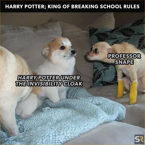 Harry Potter Humor! Funny Labrador Retriever dressed up in a harry