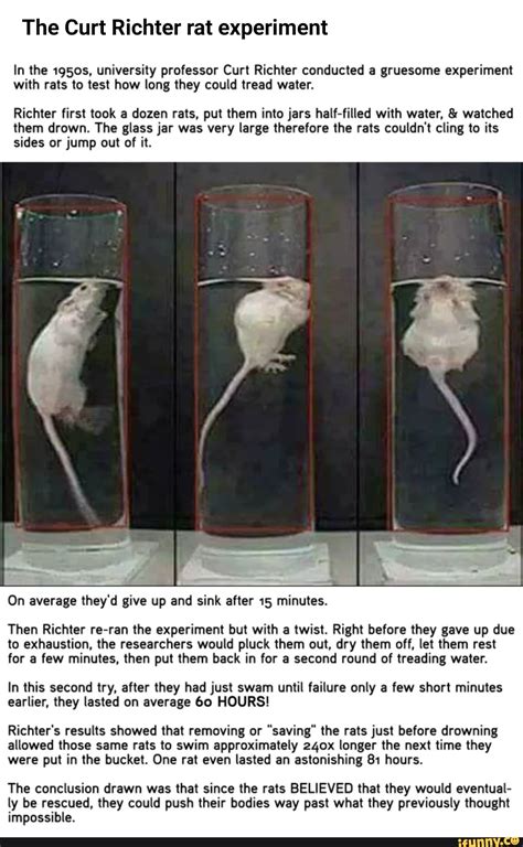 harvard study on rats treading water